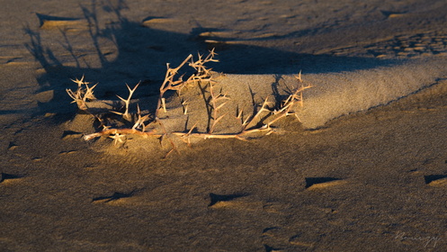 Branche dans le sable